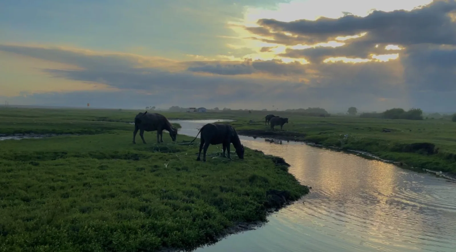 Kerbau dan sungai saat fajar